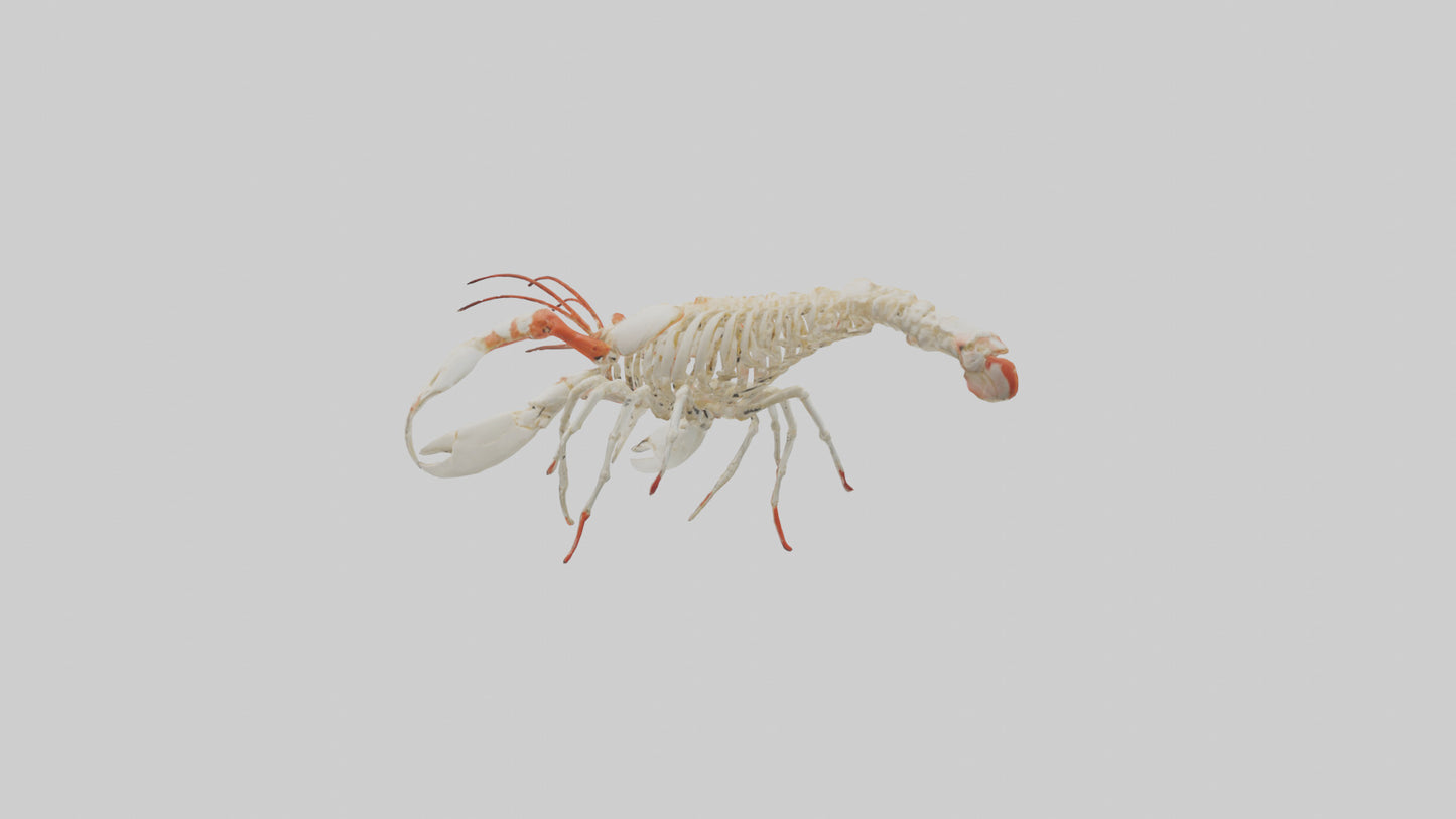 3D model obster Skeleton model VR / AR / low-poly