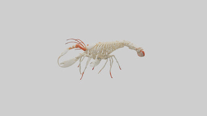 3D model obster Skeleton model VR / AR / low-poly