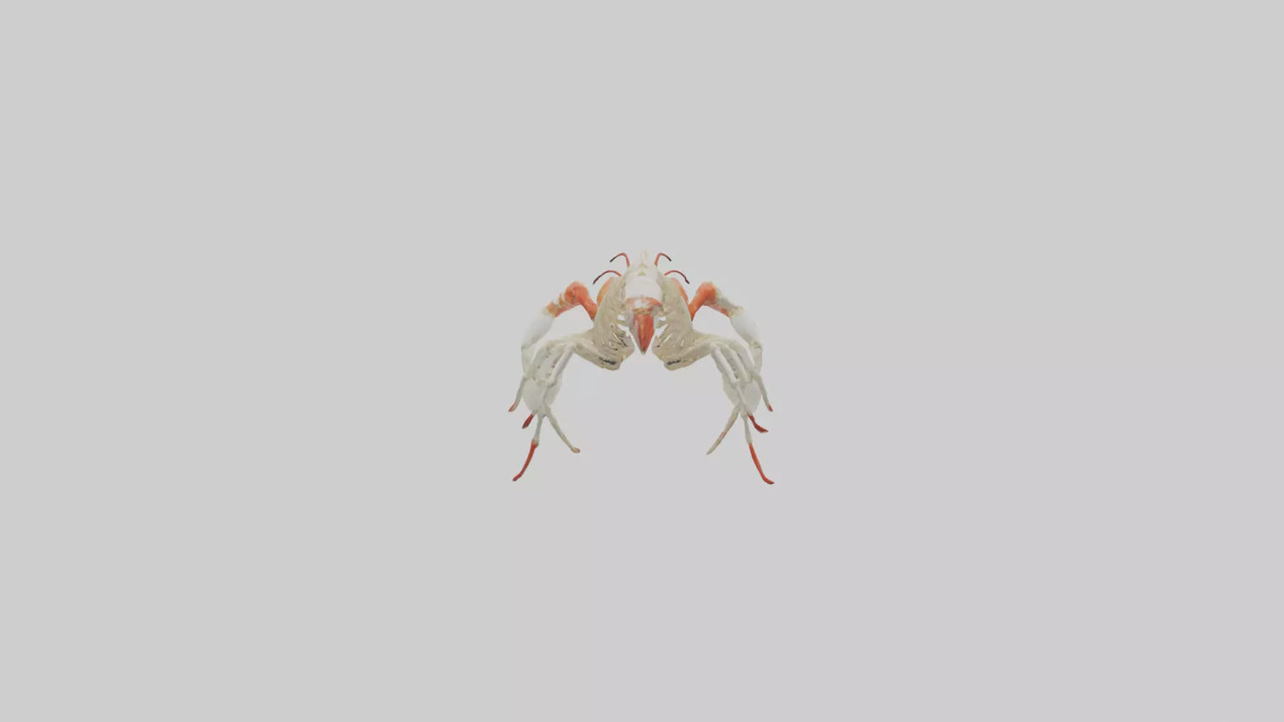 3D model obster Skeleton model VR / AR / low-poly