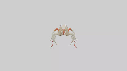 3D model obster Skeleton model VR / AR / low-poly