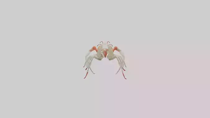 3D model obster Skeleton model VR / AR / low-poly