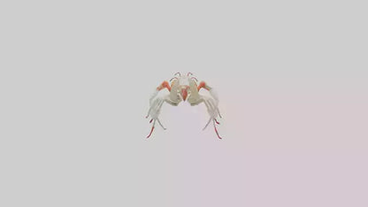 3D model obster Skeleton model VR / AR / low-poly