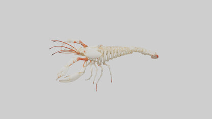 3D model obster Skeleton model VR / AR / low-poly