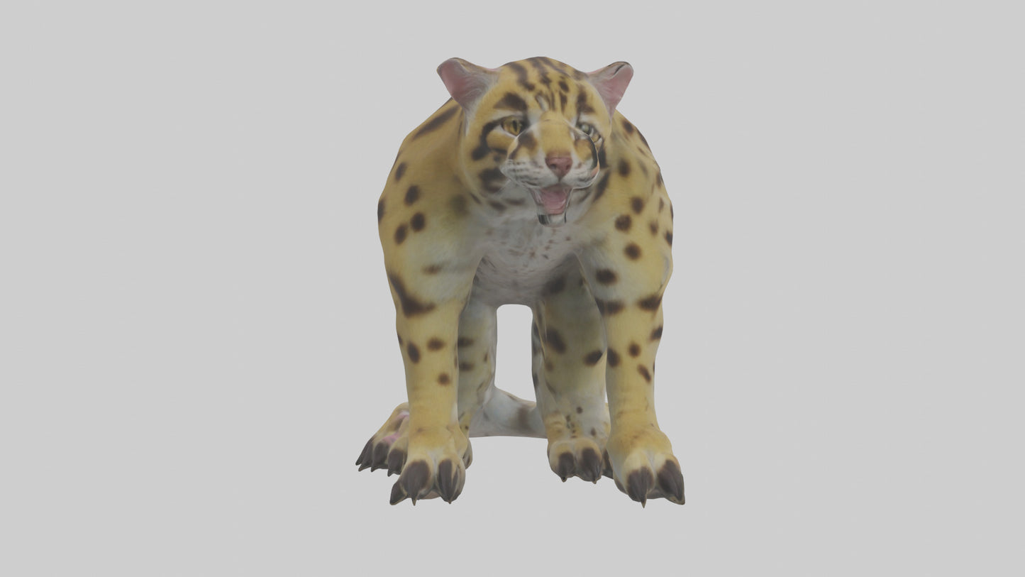 Ocelot Paws Model 3D model