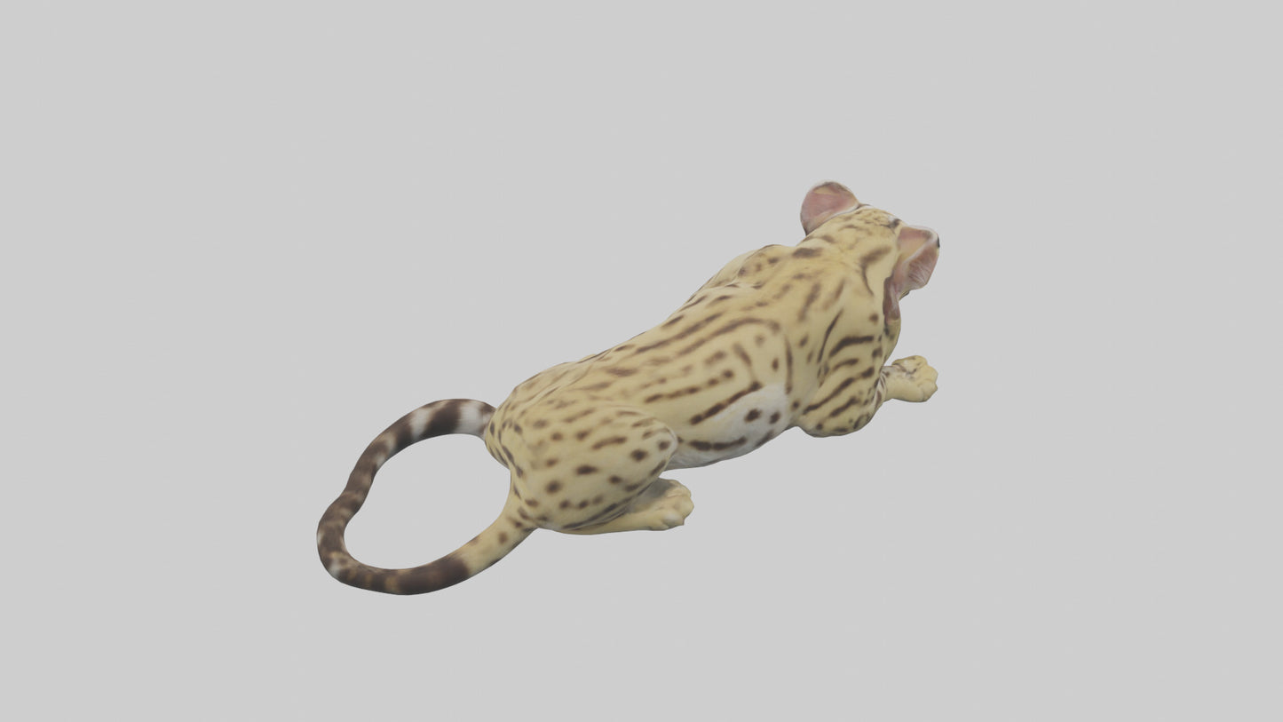 3D model Ocelot resting model VR / AR / low-poly
