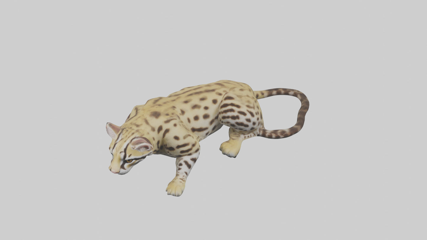 3D model Ocelot resting model VR / AR / low-poly
