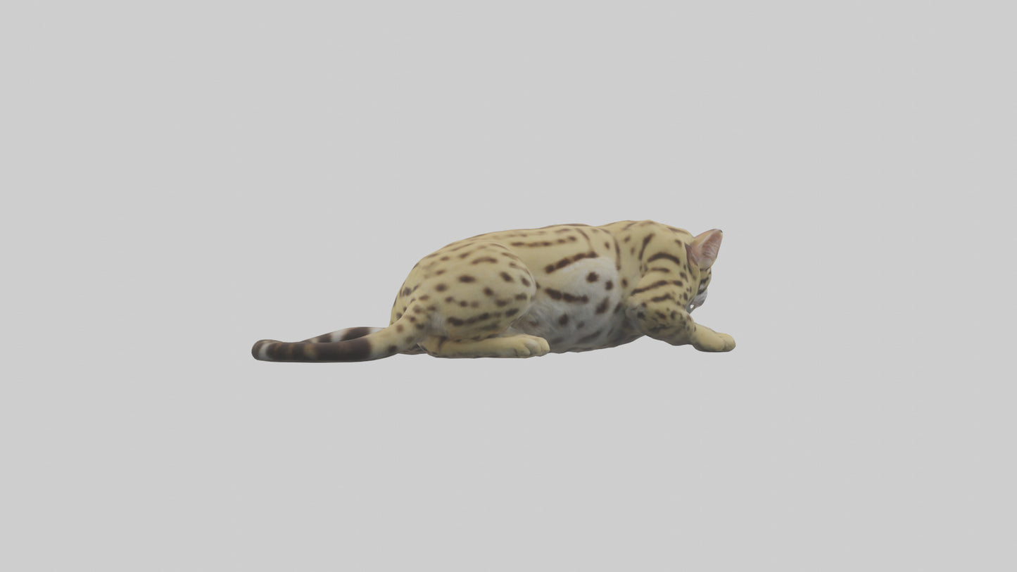 3D model Ocelot resting model VR / AR / low-poly