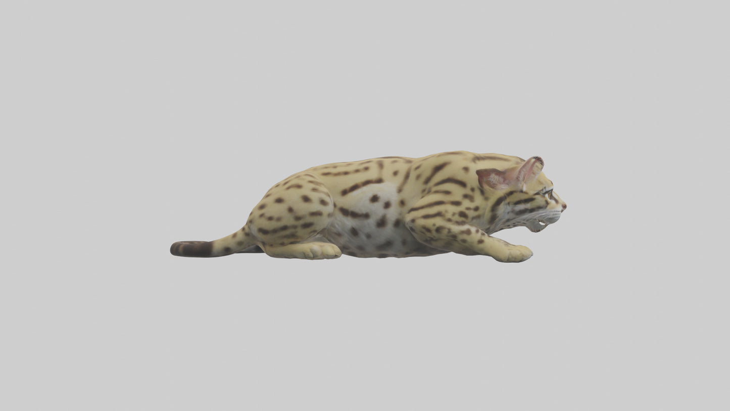 3D model Ocelot resting model VR / AR / low-poly