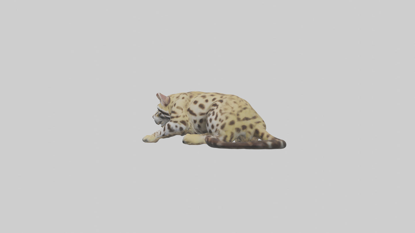 3D model Ocelot resting model VR / AR / low-poly