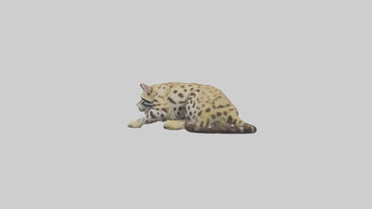 3D model Ocelot resting model VR / AR / low-poly