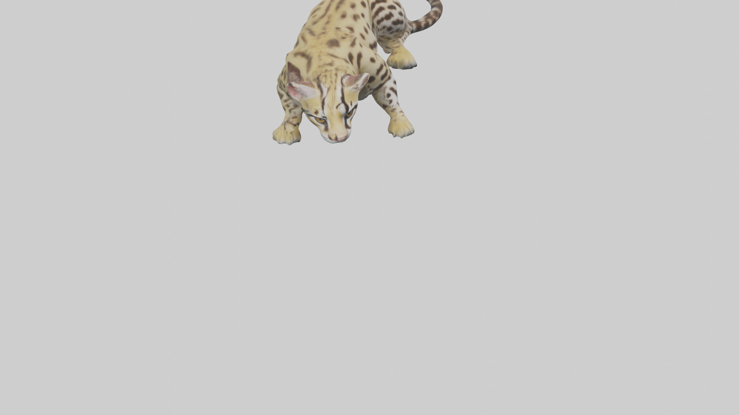 3D model Ocelot resting model VR / AR / low-poly
