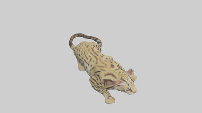 3D model Ocelot resting model VR / AR / low-poly