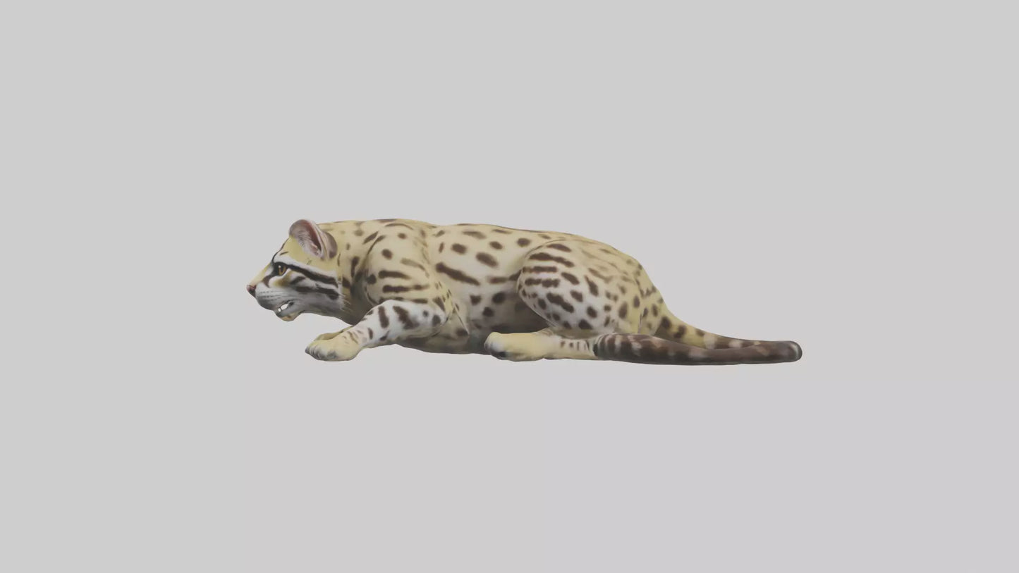 3D model Ocelot resting model VR / AR / low-poly
