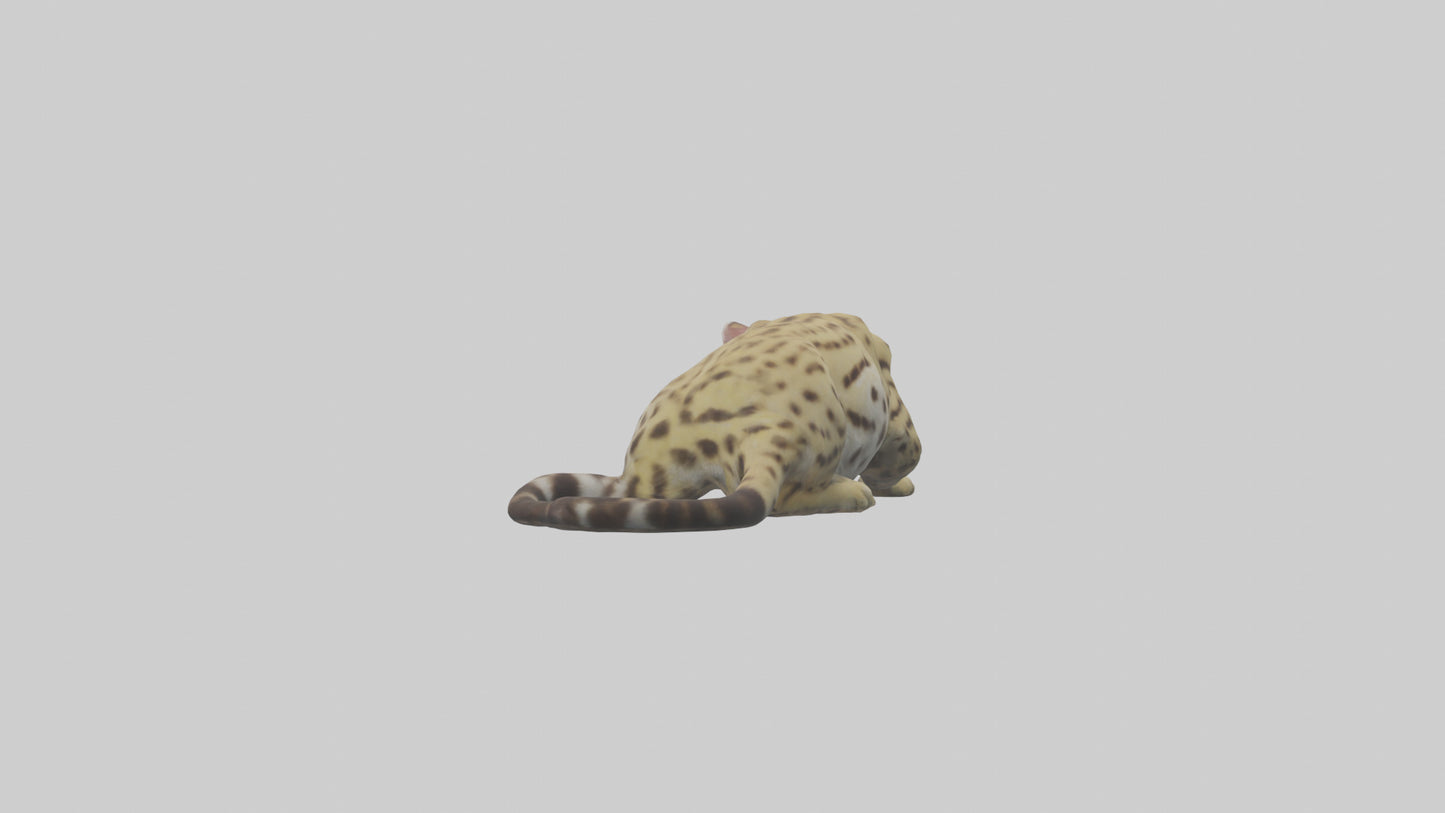3D model Ocelot resting model VR / AR / low-poly