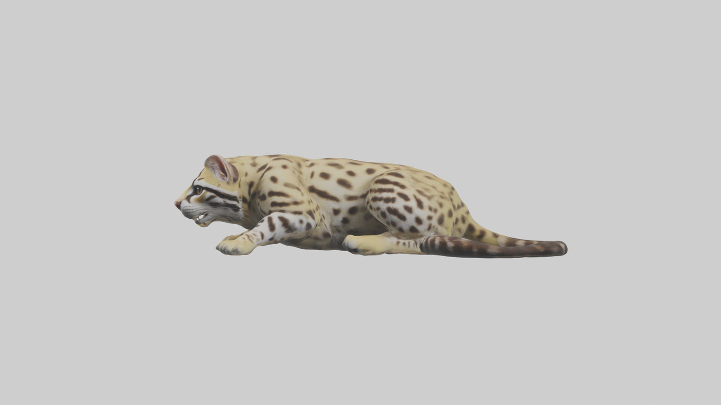 3D model Ocelot resting model VR / AR / low-poly