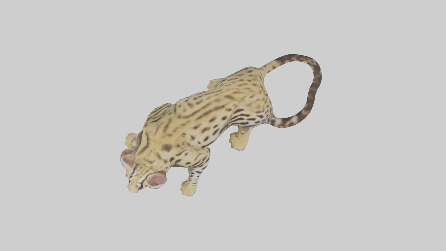 3D model Ocelot resting model VR / AR / low-poly