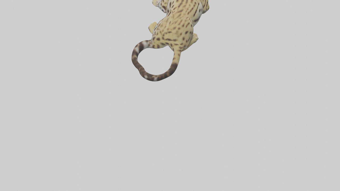 3D model Ocelot resting model VR / AR / low-poly