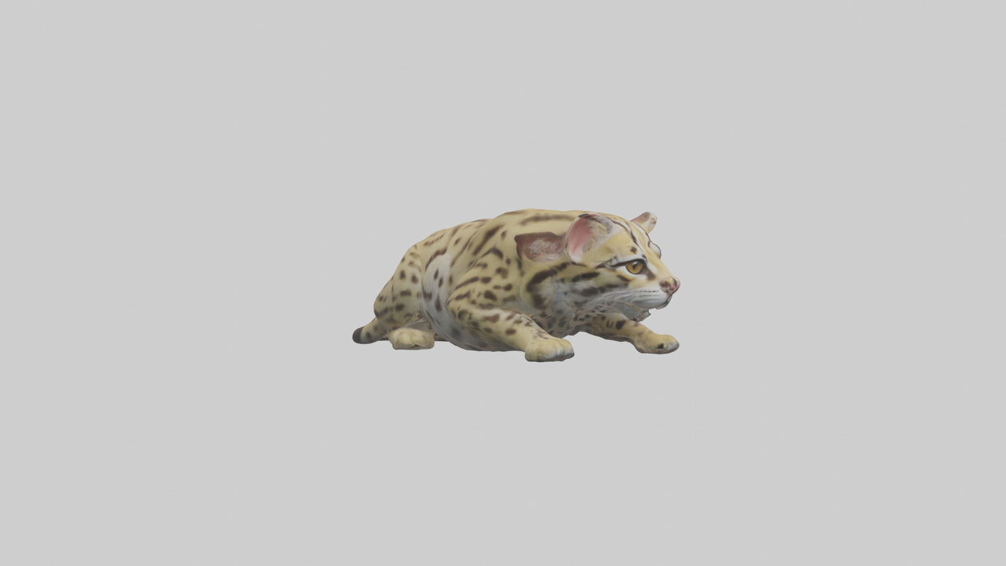3D model Ocelot resting model VR / AR / low-poly