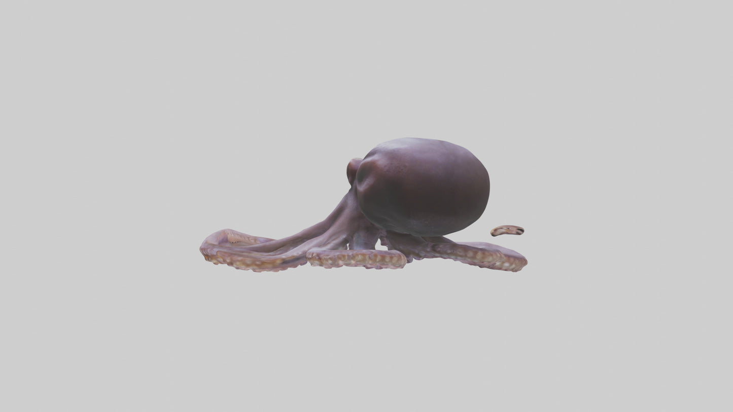 3D model Octopus Beak VR / AR / low-poly