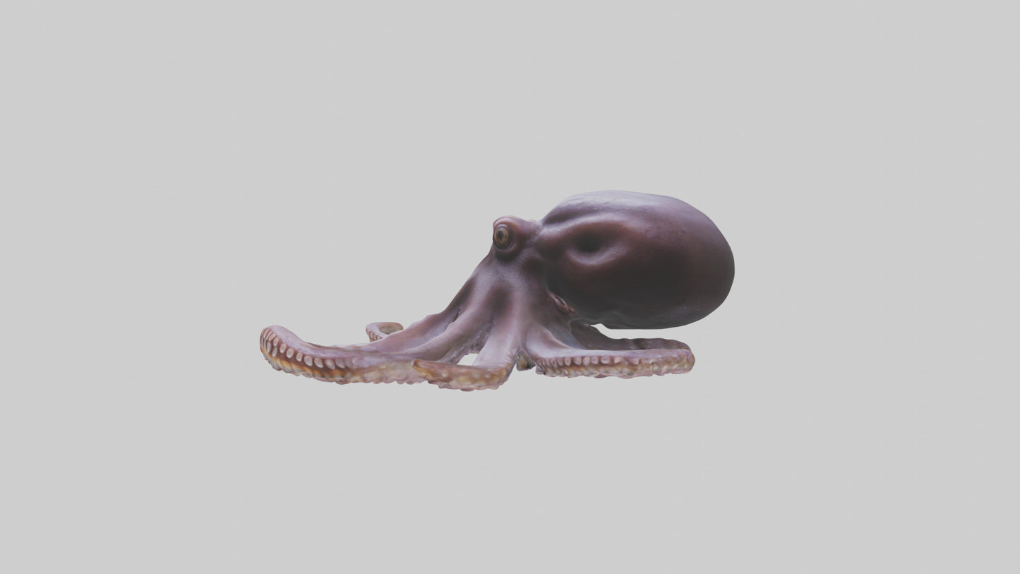 3D model Octopus Beak VR / AR / low-poly