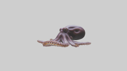 3D model Octopus Beak VR / AR / low-poly