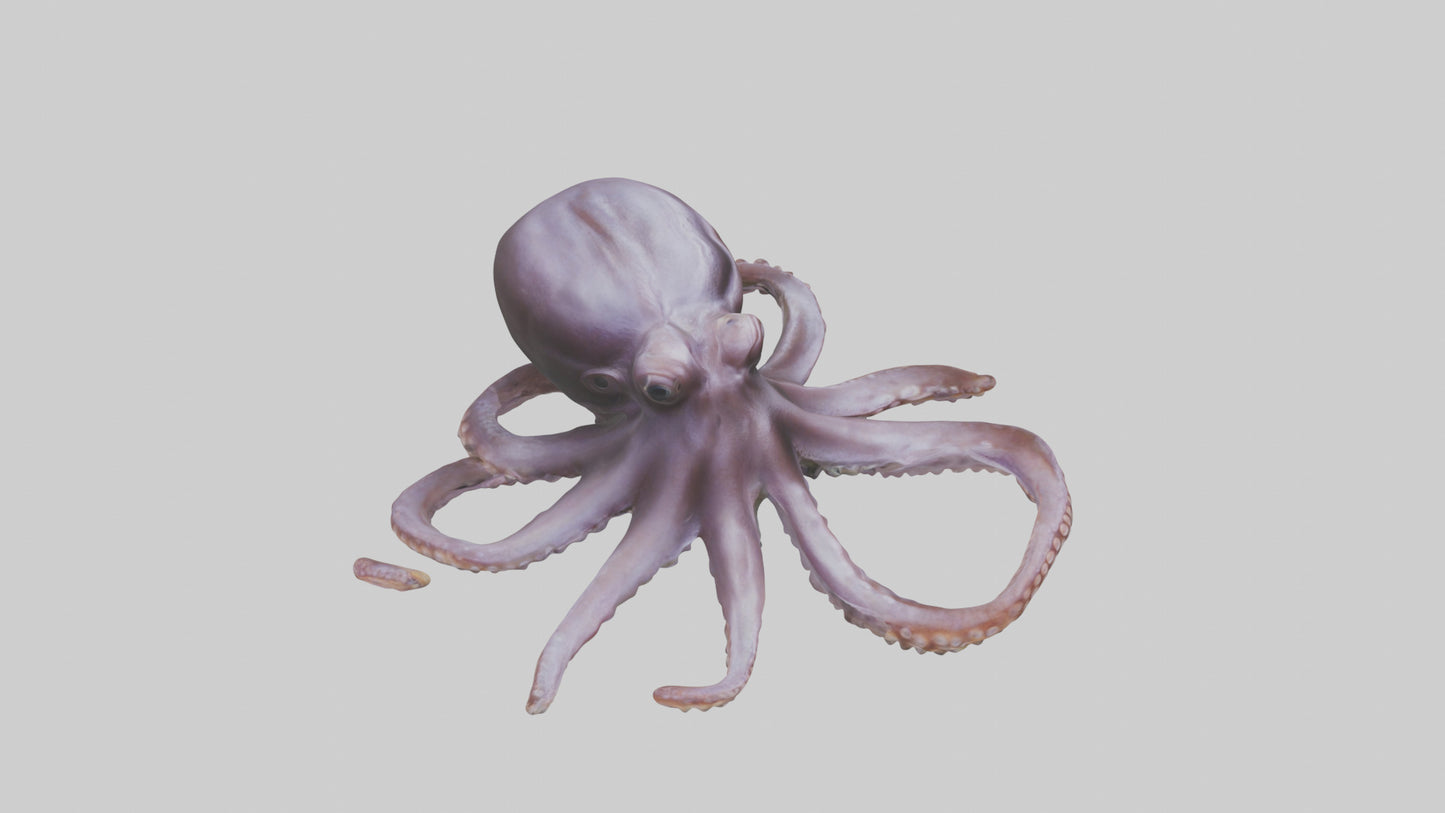 3D model Octopus Beak VR / AR / low-poly