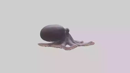 3D model Octopus Beak VR / AR / low-poly