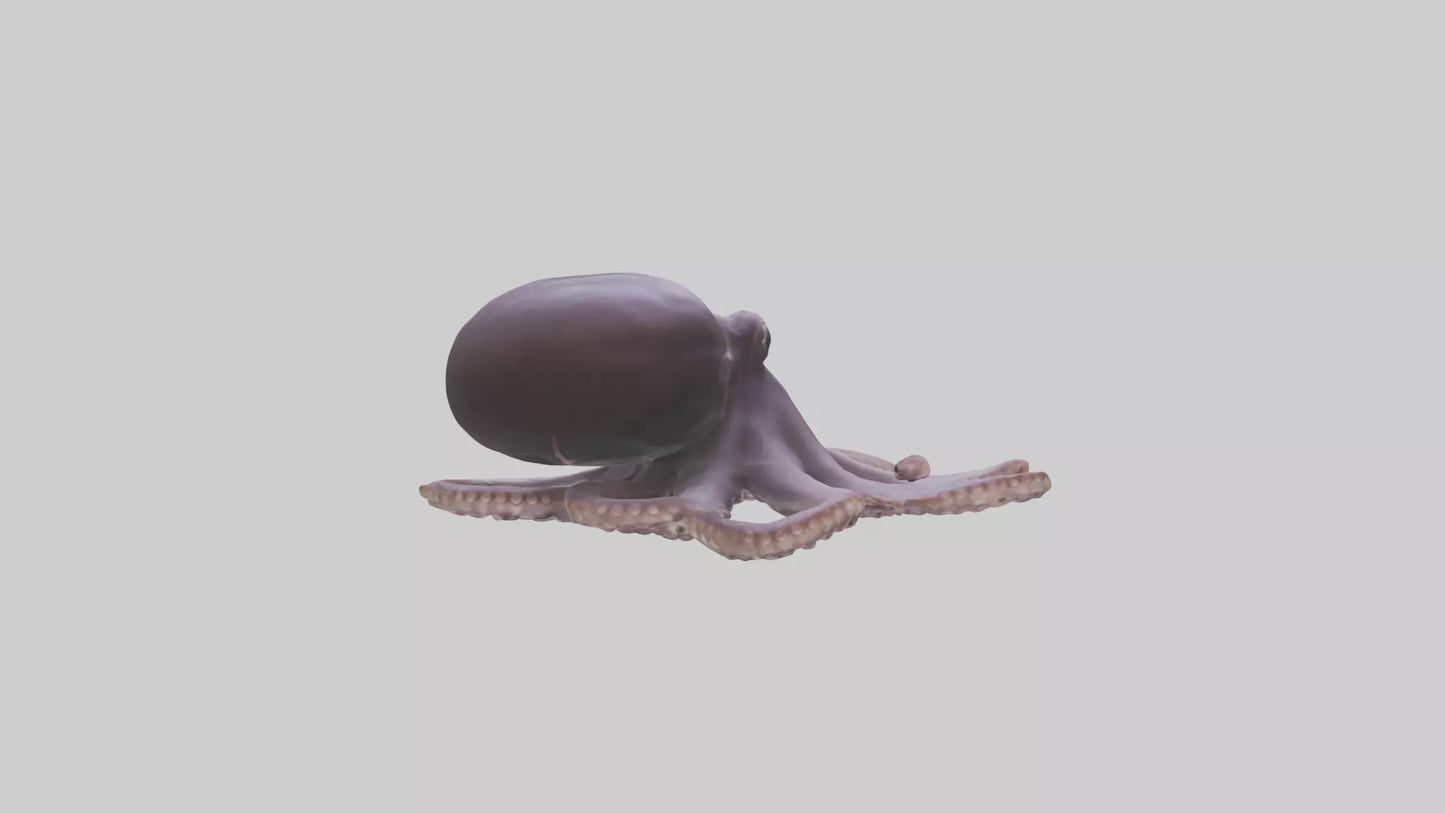 3D model Octopus Beak VR / AR / low-poly