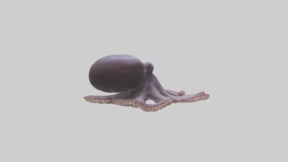 3D model Octopus Beak VR / AR / low-poly