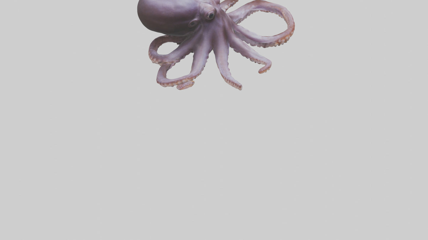 3D model Octopus Beak VR / AR / low-poly