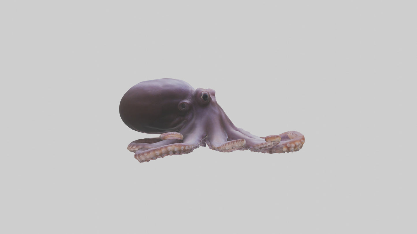 3D model Octopus Beak VR / AR / low-poly