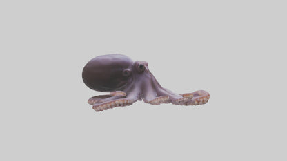 3D model Octopus Beak VR / AR / low-poly