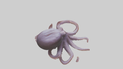 3D model Octopus Beak VR / AR / low-poly