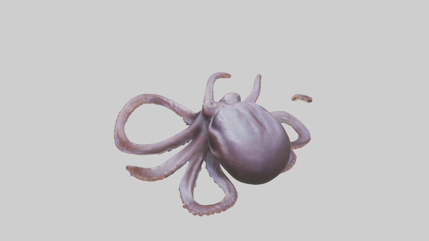 3D model Octopus Beak VR / AR / low-poly