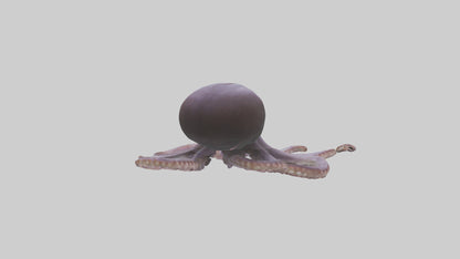 3D model Octopus Beak VR / AR / low-poly