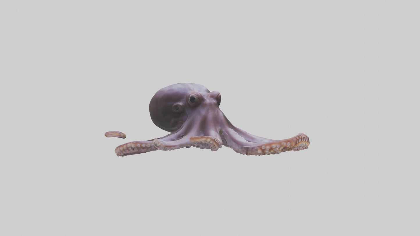 3D model Octopus Beak VR / AR / low-poly