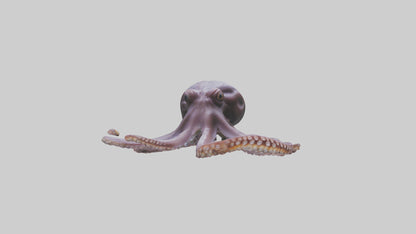 3D model Octopus Beak VR / AR / low-poly