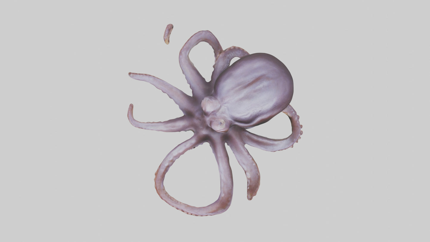 3D model Octopus Beak VR / AR / low-poly