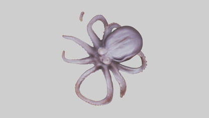 3D model Octopus Beak VR / AR / low-poly