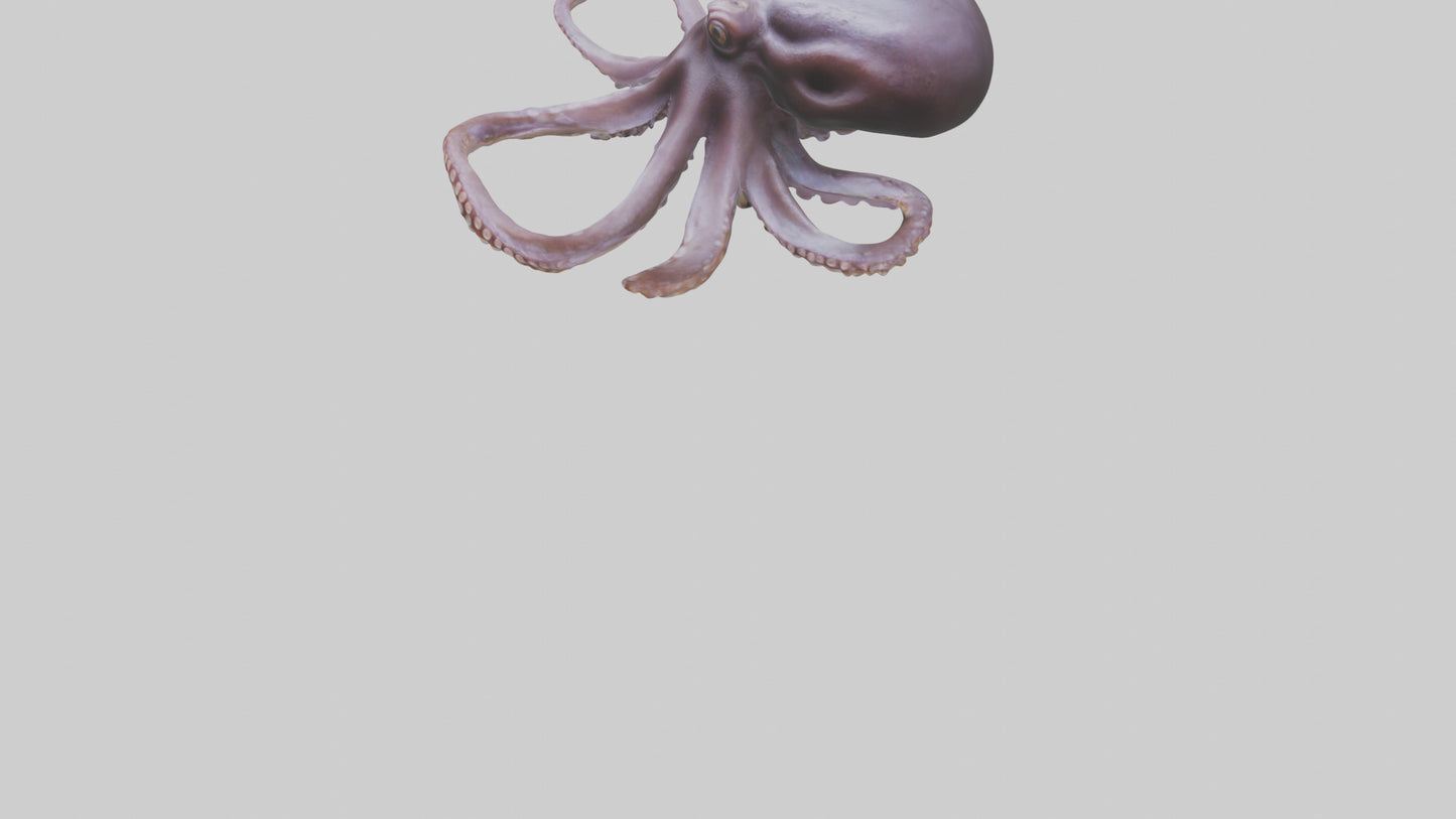 3D model Octopus Beak VR / AR / low-poly