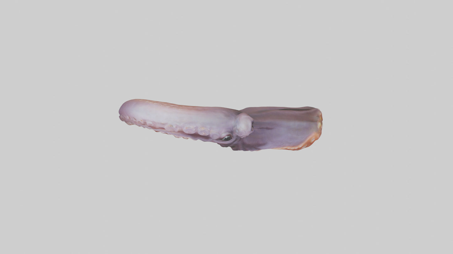 3D model Octopus Beak Model VR / AR / low-poly