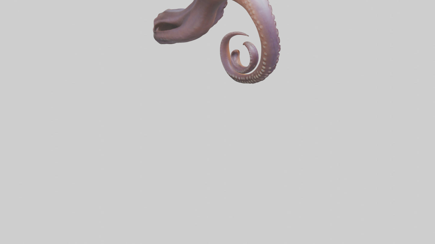 3D model Octopus Beak Model VR / AR / low-poly