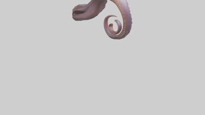3D model Octopus Beak Model VR / AR / low-poly