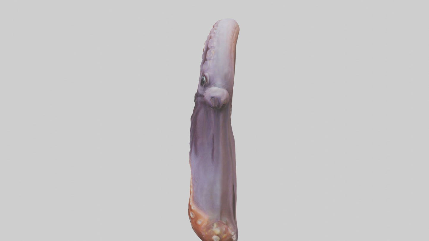 3D model Octopus Beak Model VR / AR / low-poly