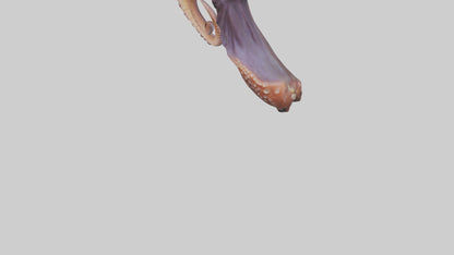 3D model Octopus Beak Model VR / AR / low-poly