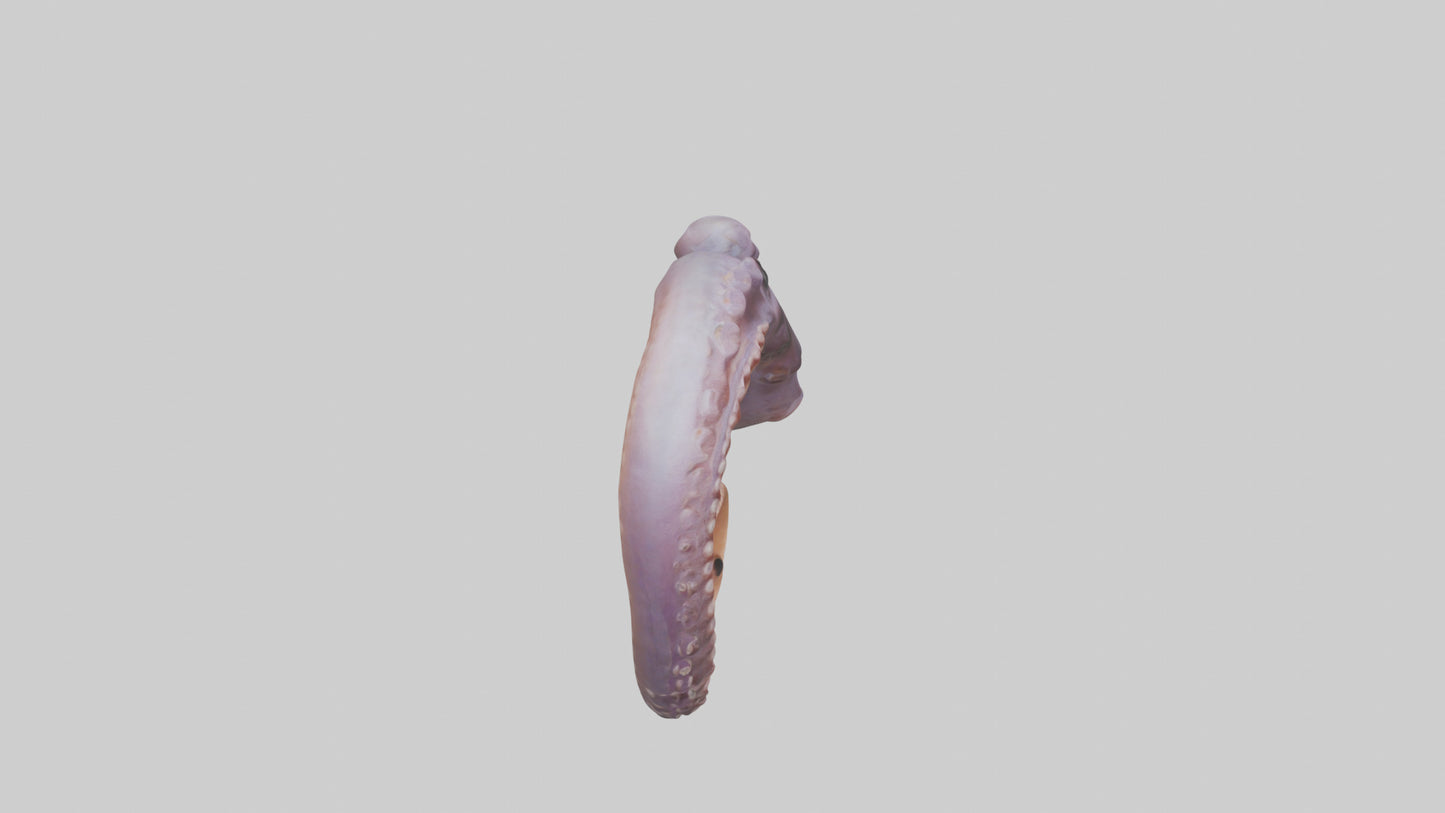 3D model Octopus Beak Model VR / AR / low-poly