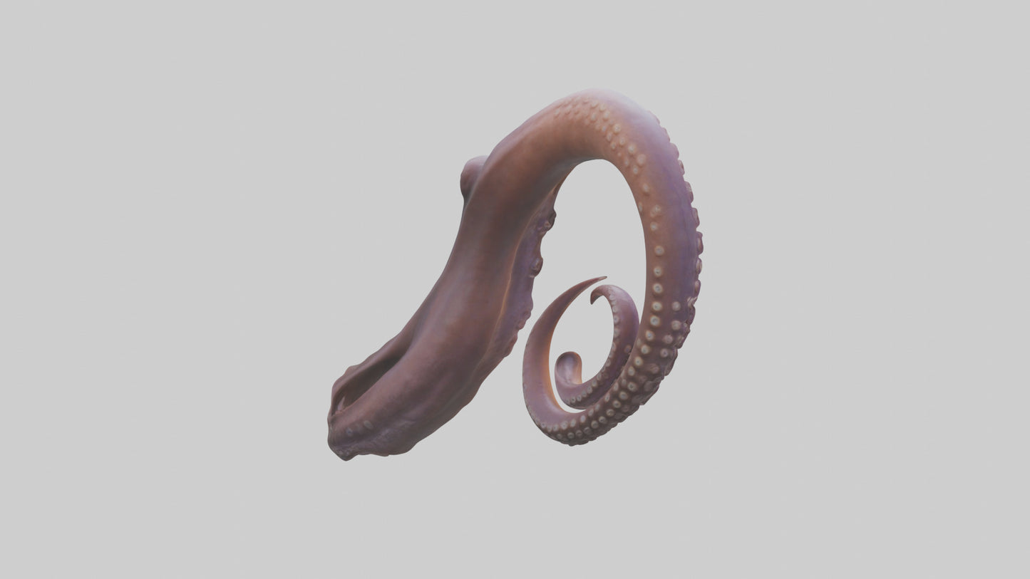 3D model Octopus Beak Model VR / AR / low-poly