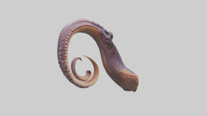 3D model Octopus Beak Model VR / AR / low-poly