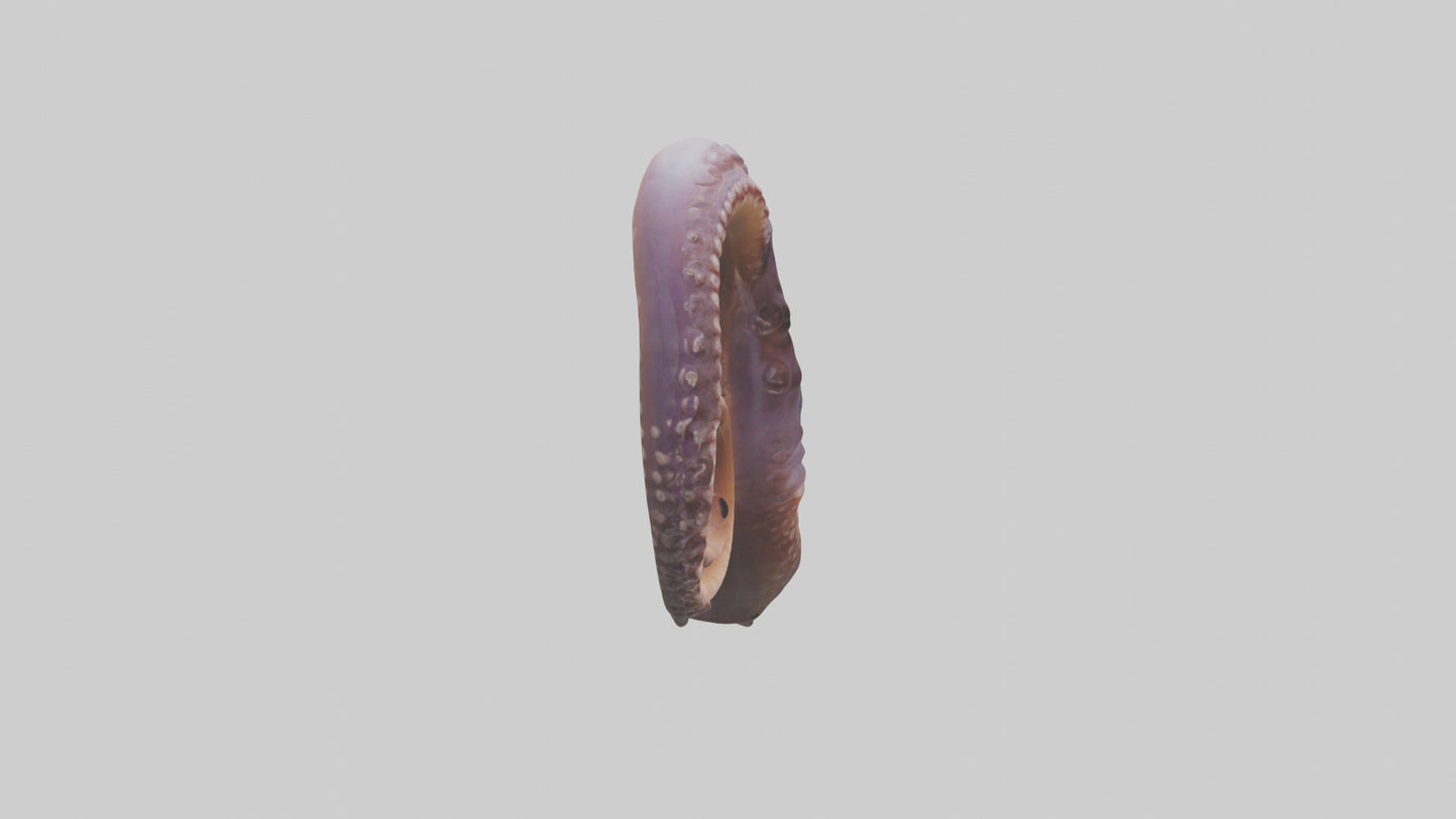 3D model Octopus Beak Model VR / AR / low-poly