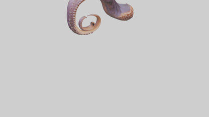 3D model Octopus Beak Model VR / AR / low-poly